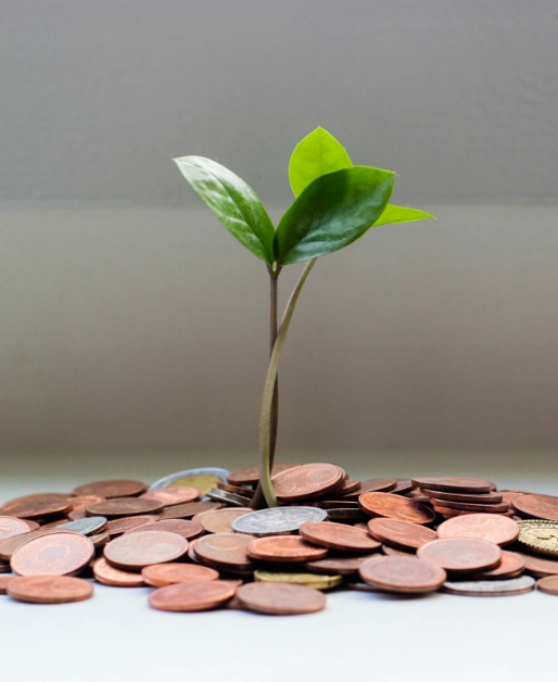 Plant growing from investment coins